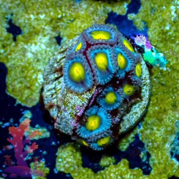 WWC AOI WWC AOI - WYSIWYG - 20241041 - Image 1