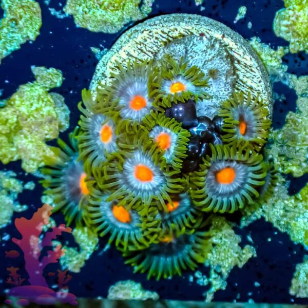 Blueberry Pie Blueberry Pie - WYSIWYG - 20241048 - Image 1