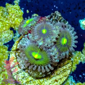 Green People Eaters - WYSIWYG - 20241051