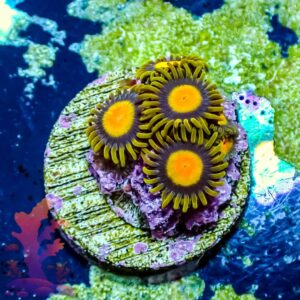 Tutti Fruitti Zoas - WYSIWYG - 20241054