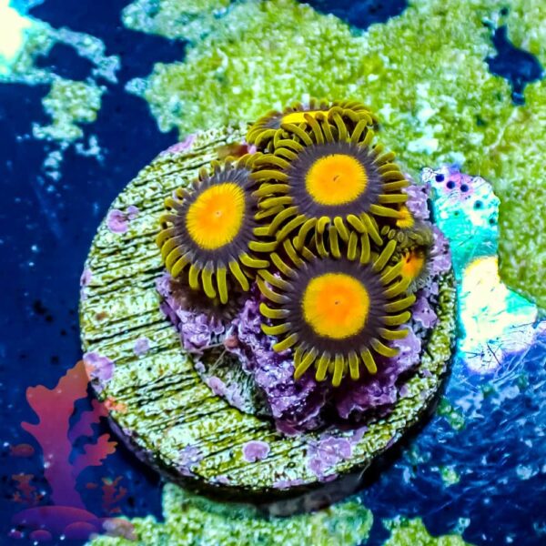 Tutti Fruitti Zoas - WYSIWYG - 20241054 - Image 1