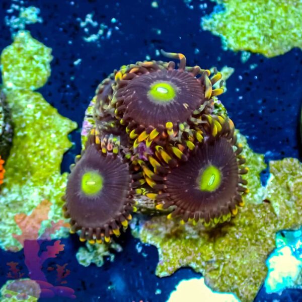 Anti-Matter - WYSIWYG - 20241056 - Image 1