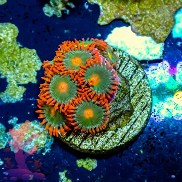 Gatorades Gatorades - WYSIWYG - 20241057 - Image 1