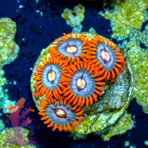 Fire and Ice Fire and Ice - WYSIWYG - 20241061 - Image 1