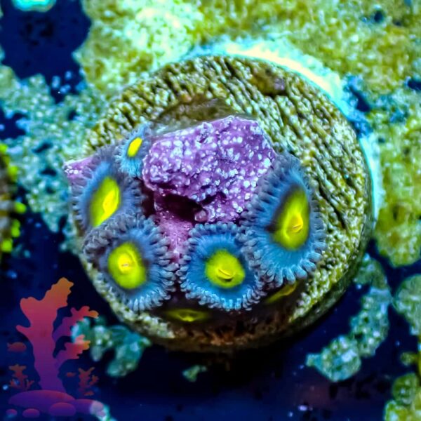 WWC AOI - WYSIWYG - 20241068 - Image 1