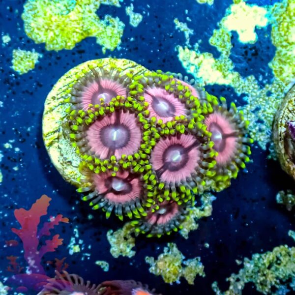 Princess Strats - WYSIWYG - 20241074 - Image 1