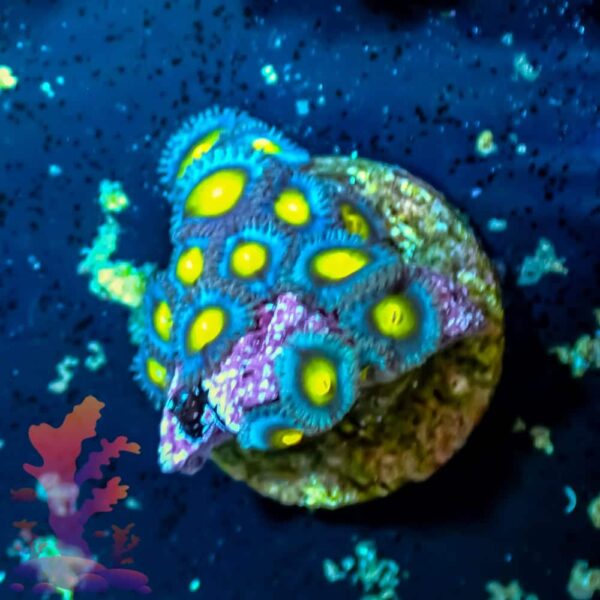 WWC AOI WWC AOI - WYSIWYG - 20241077 - Image 1