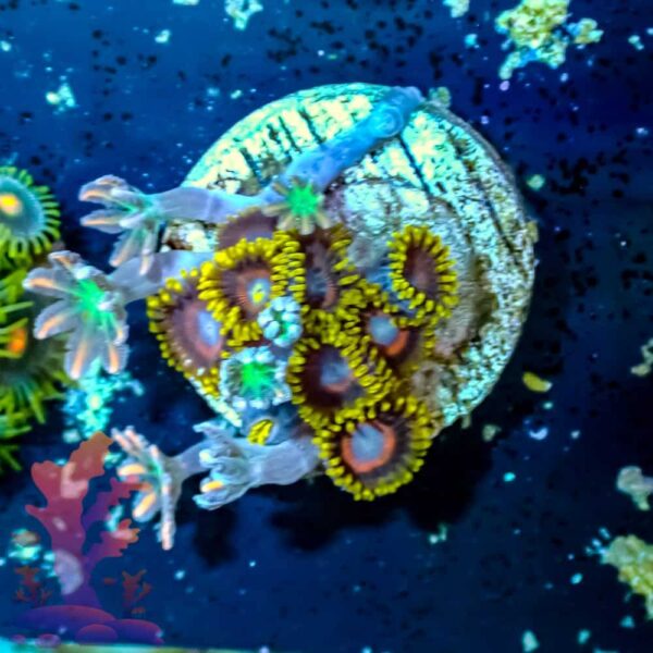 Jawbreakers and Cloves Jawbreakers and Cloves - WYSIWYG - 20241078 - Image 1