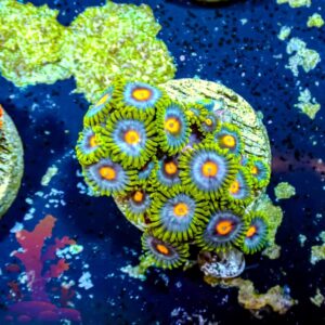 Blueberry Pie - WYSIWYG - 20241081