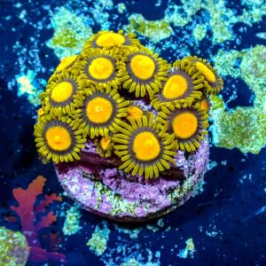 Tutti Fruitti Zoas - WYSIWYG - 20241084