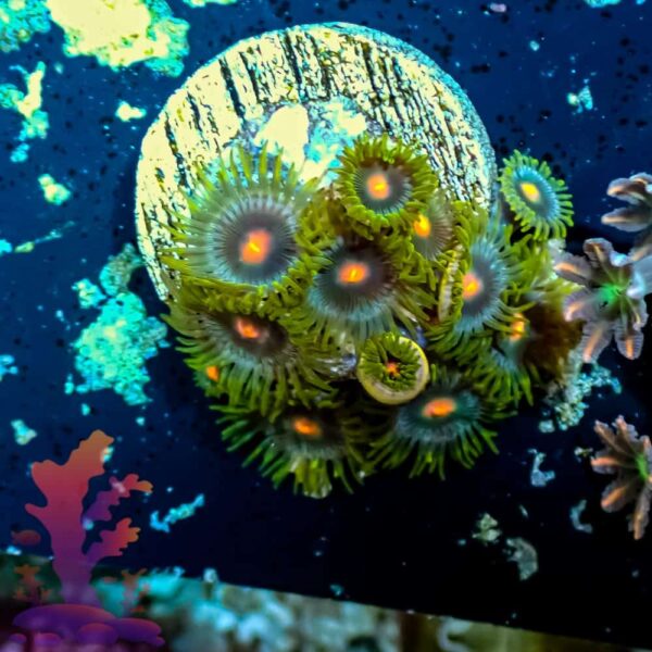 Blowpops Blowpops - WYSIWYG - 20241091 - Image 1