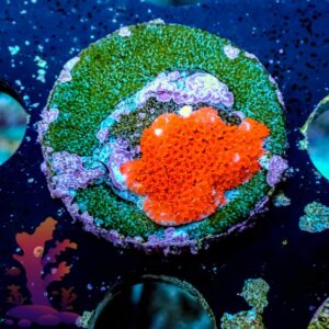 Superman Montipora - WYSIWYG - 20241108