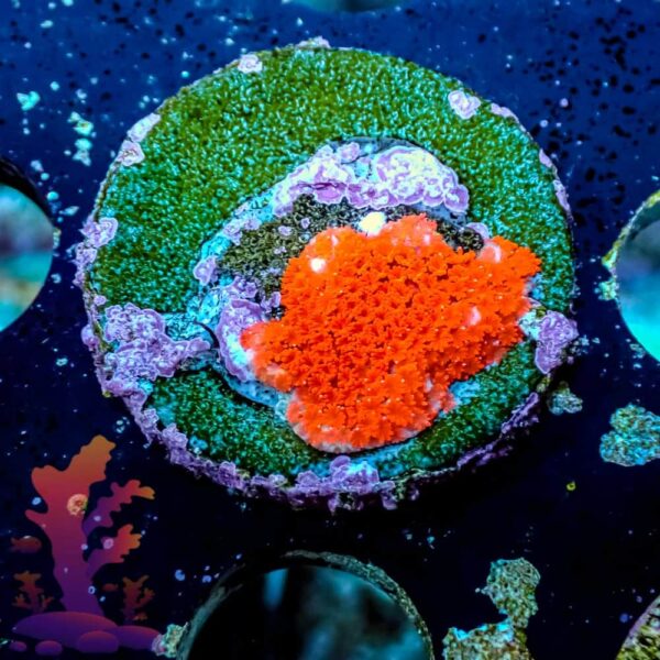 Superman Montipora Superman Montipora - WYSIWYG - 20241108 - Image 1