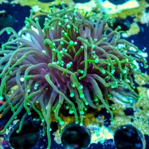 Green Torch - WYSIWYG - 20241115