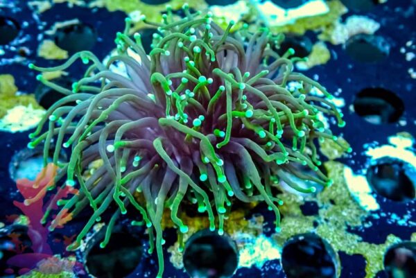 Green Torch - WYSIWYG - 20241115 - Image 1