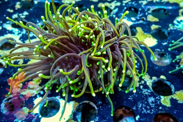 21 Tails Torch 21 Tails Torch - WYSIWYG - 20241116 - Image 1