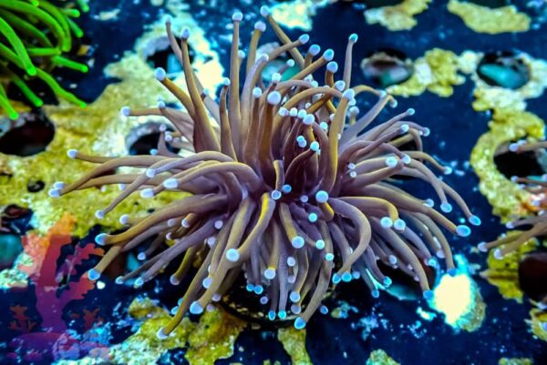 LA Lakers Torch LA Lakers Torch - WYSIWYG - 20241121 - Image 1