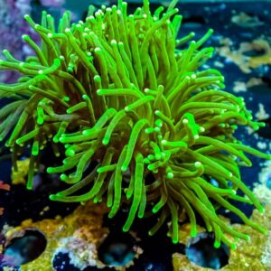 Green Torch - WYSIWYG - 20241123