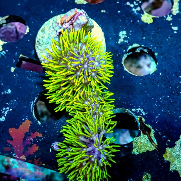 Neon Green Star Polyps - WYSIWYG - 20241124 - Image 1