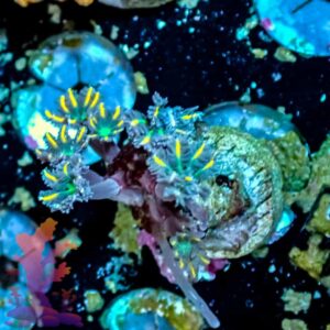 Firework Cloves - WYSIWYG - 20241130