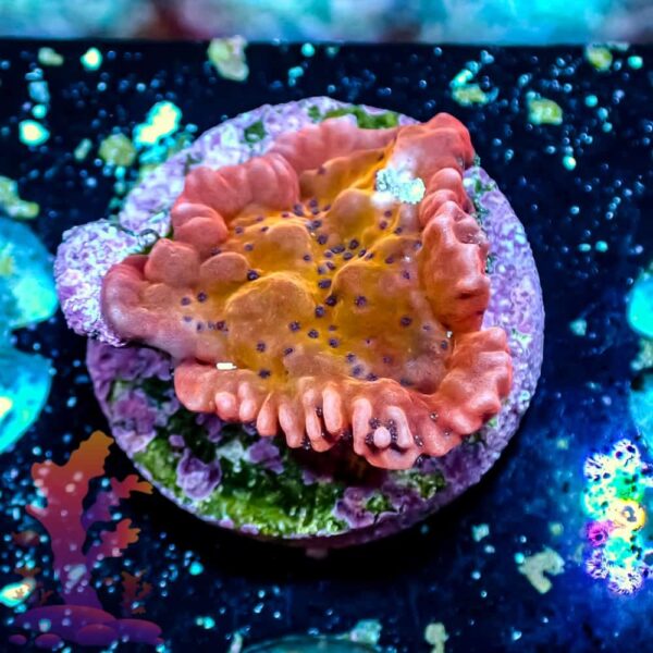 Slow Burn Montipora - WYSIWYG - 20241131 - Image 1