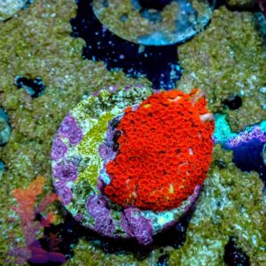 Superman Montipora - WYSIWYG - 20241135