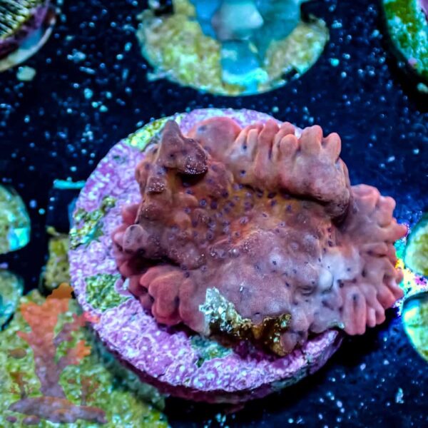 Slow Burn Montipora Slow Burn Montipora - WYSIWYG - 20241136 - Image 1