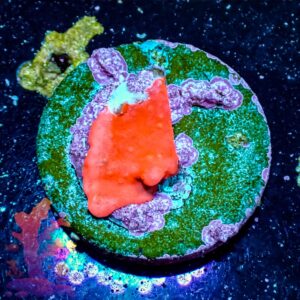 Orange Setosa - WYSIWYG - 20241137