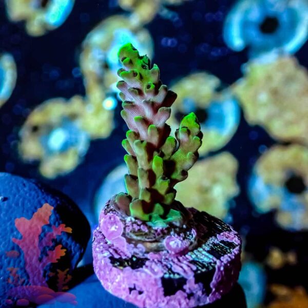 Acropora - WYSIWYG - 20241142 - Image 1