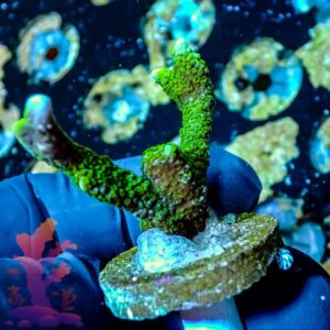 ORA Green Digi - WYSIWYG - 20241145