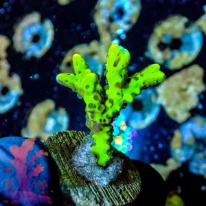 Green Goblin Anacropora - WYSIWYG - 20241147