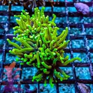 Hellfire Gold Torch - WYSIWYG - 20241148