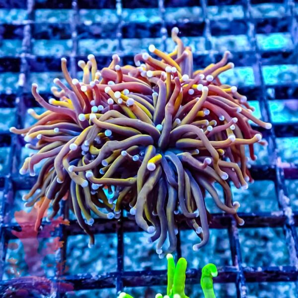 Ny Knicks Gold Torch - WYSIWYG - 20241149 - Image 1