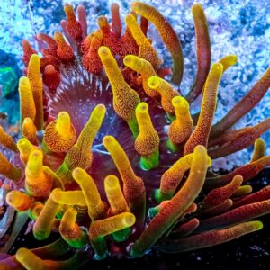 Chicago Sunburst Anemone - WYSIWYG - 20241150