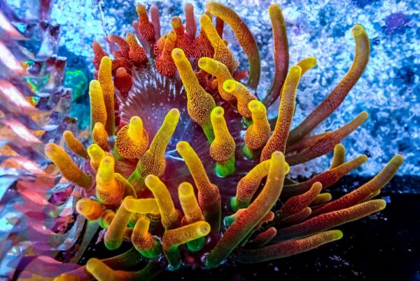 Chicago Sunburst Anemone - WYSIWYG - 20241150 - Image 1