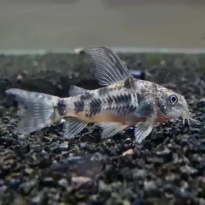 Peppered Corydora