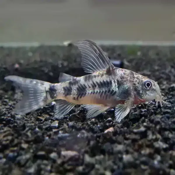 Peppered Corydora - Image 1