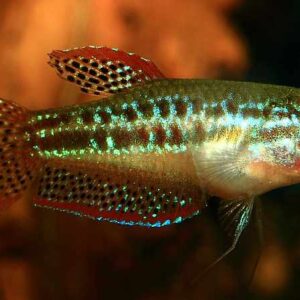Sparkling Gourami
