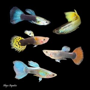 Assorted Guppy