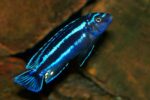 Johanni Blue Cichlid