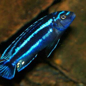Johanni Blue Cichlid