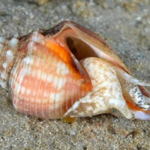 Florida Fighting Conch ( Strombus Alatus)