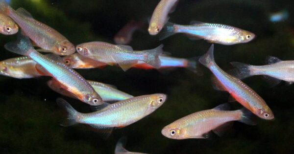Pearl Danio - Image 1