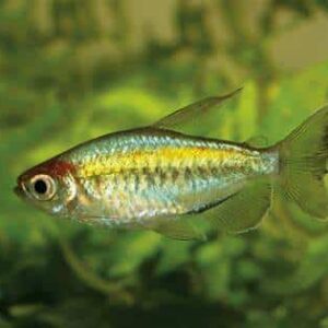Congo Tetra