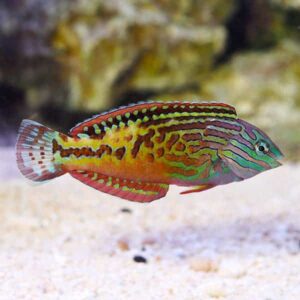 Vermiculate Leopard Wrasse - Male