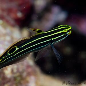 Hector's Goby