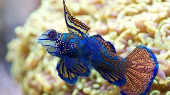 252_green-mandarin-dragonet_a7aa39d704-13.jpg Green Mandarin Dragonet - Image 1