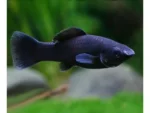 Black Molly