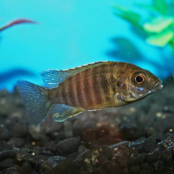 Mixed Peacock Cichlid (Juvenile) - Image 3