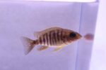 Mixed Peacock Cichlid (Juvenile) - Image 2